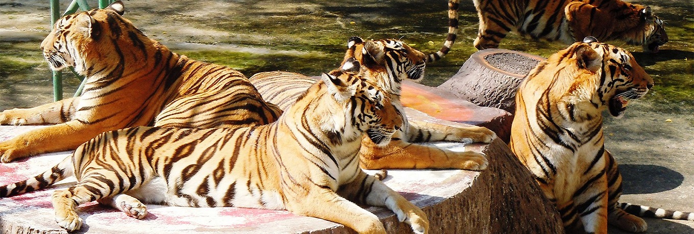 Zoo & Wildlife Parks